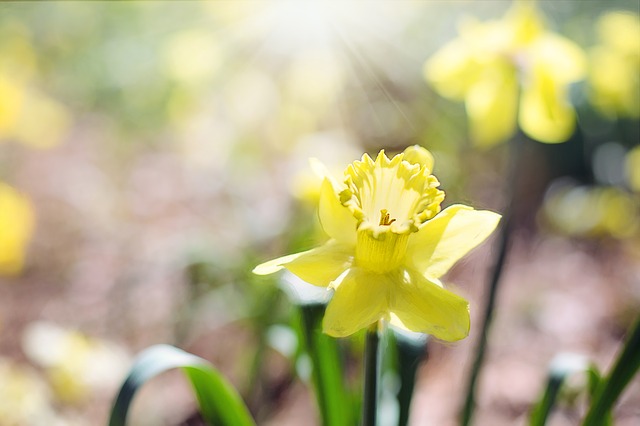 Celebrating Daffodil Day